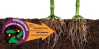 Стимуляция микроорганизмов для оздоровления почвы