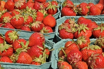 Число производителей органической продукции выросло