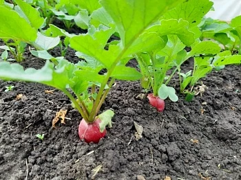 Как весной получить ранний урожай редиса и зелени?