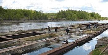 Изменение нормативной базы по страхованию аквакультуры может  повысить уровень ее страховой защиты