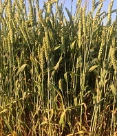 АМИСТАР® КОМБИ – защита на вырост!
