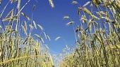 Agrotrends Russia-2021: итоги и тренды