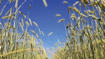 Agrotrends Russia-2021: итоги и тренды