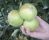 Сербия – страна фруктов и саженцев