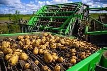 В Подмосковье построят производство по глубокой переработке картофеля 