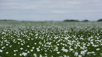 Лён-кудряш на удмуртских полях