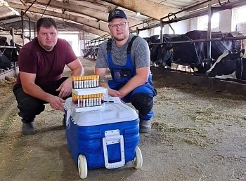 Лейкоз КРС - опасное вирусное заболевание, которое не поддается лечению