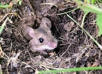 Осенью защищаем дом от грызунов