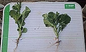 КАРАМБА ДУО – самый правильный регулятор роста для рапса