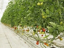 Cредние зарплатные предложения в сельском хозяйстве выросли на 22%