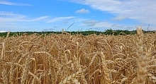 Декларирование зерна: 134 тысяч тонн зерна исследовали для в Санкт-Петербургском филиале ЦОК АПК