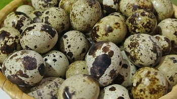 Сделано в России: перепелиное яйцо нового поколения