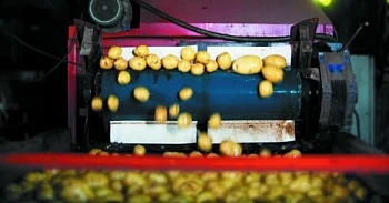 ГК «АФГ Националь» собрала 84,4 тыс. тонн продовольственного картофеля