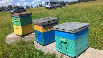 Российские пчеловоды в 2025 году увеличат сбор меда до 65 тысяч тонн 