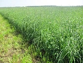 Травосмеси для конвейера
