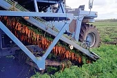 Проблемы хранения начинаются с поля