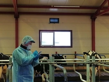 В Удмуртии начали применять трансплантацию эмбрионов КРС