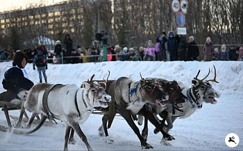 Оленевод — редкая профессия