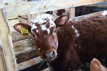 Фермерское хозяйство Михеевых реализует бизнес-проект