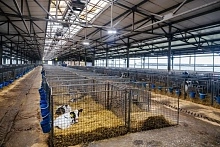 СХП «Мокрое» приступило к программе генотипирования