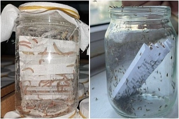 Габробракон: путь полезного насекомого начинается с огнёвки