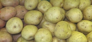 Заболевания картофеля: скрытая угроза