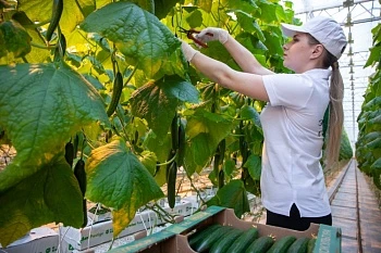Первый урожай из новых теплиц