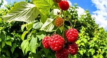 25 июля — Малиновый день