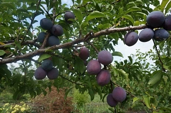 Ученые вывели сорта сливы с красной мякотью