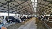 ЦЕЛЛОБАКТЕРИН®+ против патогенной микрофлоры