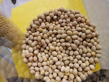 Экспорт алтайской сои составил почти пятую часть от общероссийских объемов