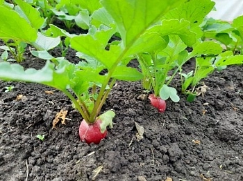 Советы специалистов по выращиванию редиса