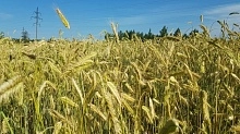 Обзор мировых рынков зерна и масличных: август 2026