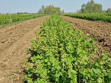 Промышленные сады открывают сезон высадки саженцев