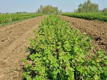 Промышленные сады открывают сезон высадки саженцев