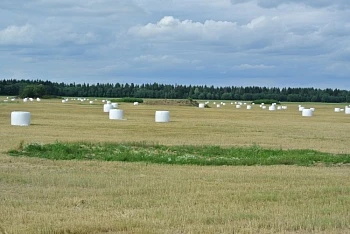 Как заготовить корма в условиях засушливого лета