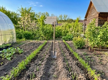 «Гороскоп» дачной совместимости культур от экспертов