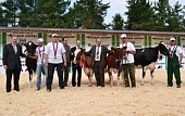 Выставка скота глазами очевидца