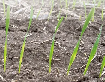 Посев зерновых в один ряд