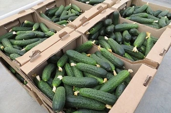 О предоставлении льготных кредитов производителям сельхозпродукции