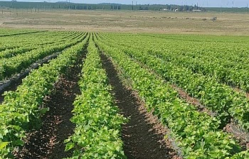 Импортозамещение на максимуме: питомник превысил план на полмиллиона саженцев