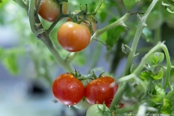 Российские полярники собирают урожай