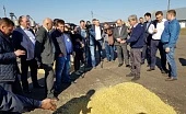 Энергия сибирских кормов