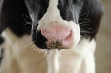 От молочных журналов к геномной селекции: как сто лет истории изменили генетику КРС