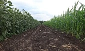 Фитосанитарная биологизация в Белгородской области