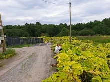 Завершён сезон борьбы с борщевиком Сосновского в 2025 году