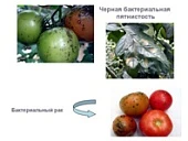 Основные бактериальные болезни томата