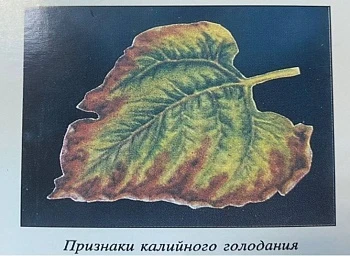 Как определить недостаток калийного питания растений