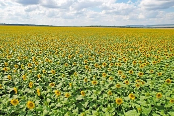 АГРОСИЛА намолотила более 10 тысяч тонн подсолнечника