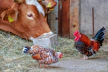Круглый стол «Органика: отход или побочный продукт. Риски и возможности»